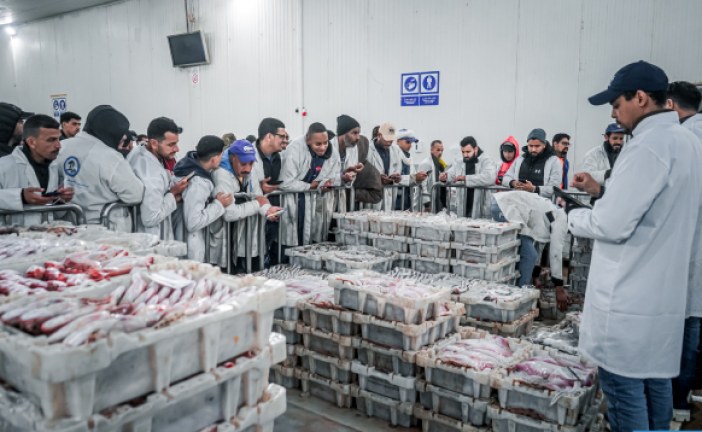 طانطان: استئناف نشاط صيد الأخطبوط للموسم الشتوي 2025