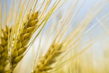 منتوج جديد يعزز التأمينات الفلاحية ضد المخاطر البيئية