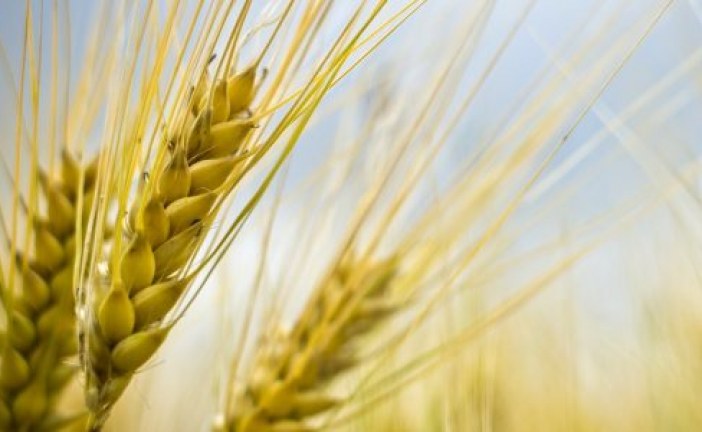 منتوج جديد يعزز التأمينات الفلاحية ضد المخاطر البيئية