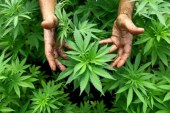 صيادلة يشتكون ضعف الإقبال على الأدوية المستخرجة من القنب الهندي ويدعون لحملات توعية