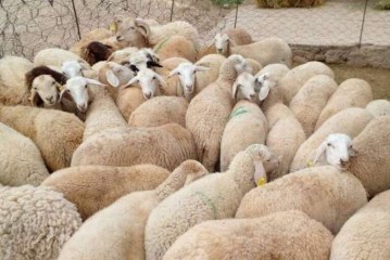 لحماية القطيع الوطني.. المغرب يمنع ذبح إناث الأغنام
