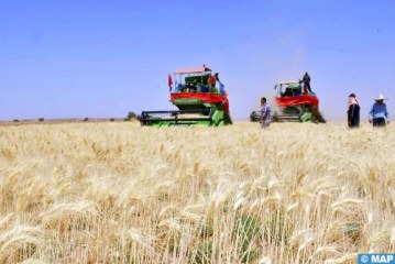 إقليم طاطا.. انطلاق موسم حصاد الحبوب البورية بواد درعة