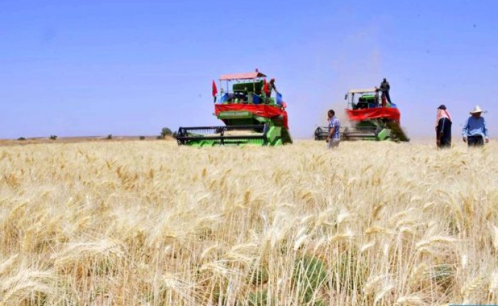 إقليم طاطا.. انطلاق موسم حصاد الحبوب البورية بواد درعة