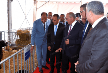 افتتاح النسخة الخامسة عشرة للمعرض الجهوي للماعز بمدينة شفشاون