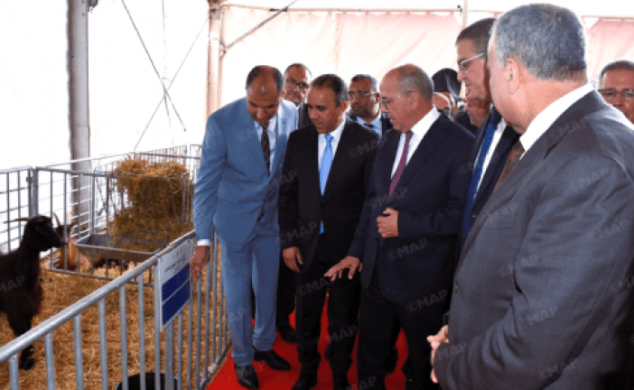 افتتاح النسخة الخامسة عشرة للمعرض الجهوي للماعز بمدينة شفشاون