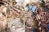 وادي أمليل: تقرير يحسم الجدل.. العظام تعود لأبقار