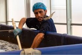 مستقبل الاقتصاد الأزرق في المغرب: تربية الأحياء المائية والمزارع السمكية تفتح الباب للنمو وخلق فرص عمل متنوعة 