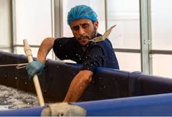 مستقبل الاقتصاد الأزرق في المغرب: تربية الأحياء المائية والمزارع السمكية تفتح الباب للنمو وخلق فرص عمل متنوعة 