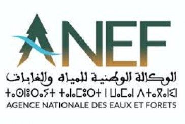 بلاغ صحفي توضيحي من طرف الوكالة الوطنية للمياه والغابات حول  :”صرف منح وإعانات لفائدة جمعيات وتعاونيات غابوية دون تتبع أو مراقبة بنواحي مدينة مكناس”.