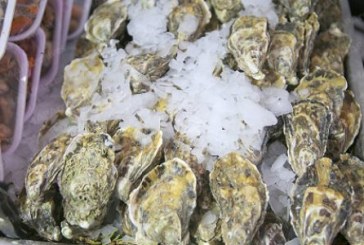 الصويرة.. رفع الحظر عن جمع وتسويق الصدفيات والمحار بمناطق أم الطيور- شويكة