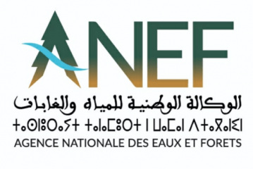 الوكالة الوطنية للمياه والغابات تنفي قطع أشجار بغابة المعمورة