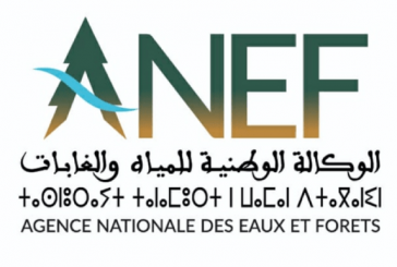 الوكالة الوطنية للمياه والغابات تنفي قطع أشجار بغابة المعمورة