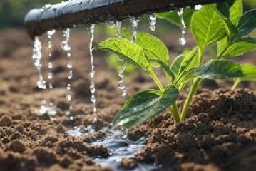 الاستخدام الأمثل للمياه يمكن أن يوفّر الطعام لنحو 10 مليارات نسمة ويخلق قرابة 250 مليون وظيفة