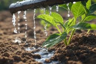 الاستخدام الأمثل للمياه يمكن أن يوفّر الطعام لنحو 10 مليارات نسمة ويخلق قرابة 250 مليون وظيفة