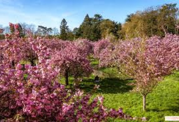 مهرجان الزهور بالمحمدية 2026: “مدينة الزهور” تحتفي بالموسيقى والطبيعة
