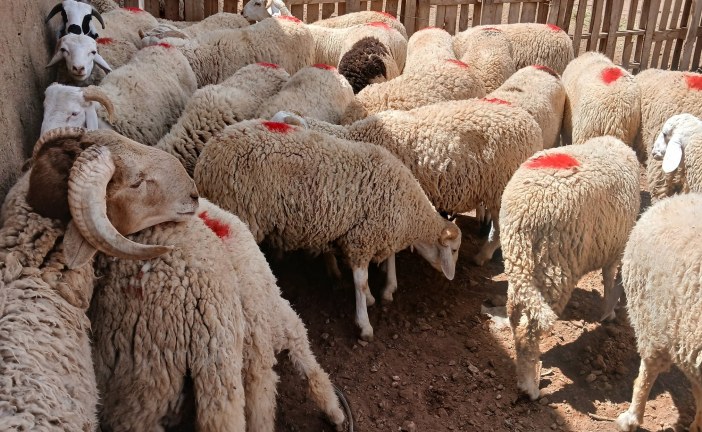 قرار حكومي يتصدى  للإرتفاع غير المبرر  لأسعار  أضاحي العيد